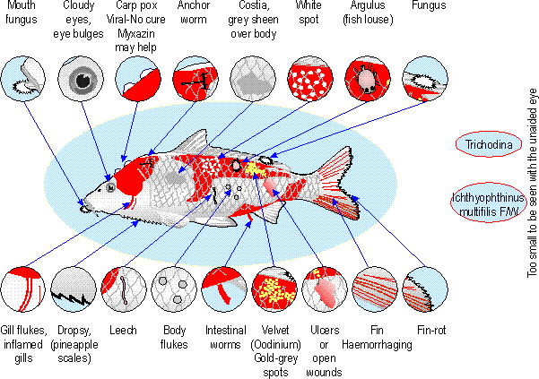 kaart met visziekten