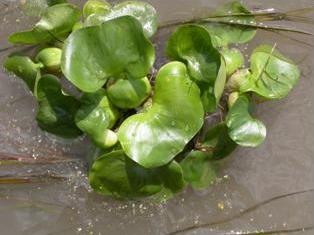 Waterhyacinth