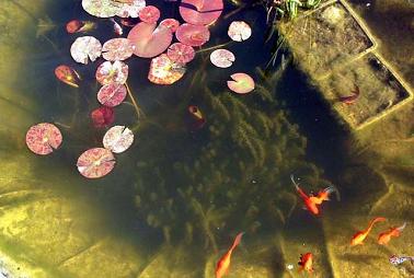 uitschietende waterpest (zuurstofplant)