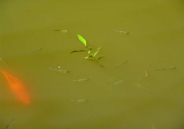 zweefalgen maken een vijver groen en troebel